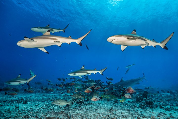 Rangiroa Fun Certified Scuba dive - Photo 1 of 3